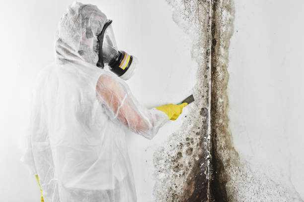 Best Residential Mold Removal  in Volo, IL