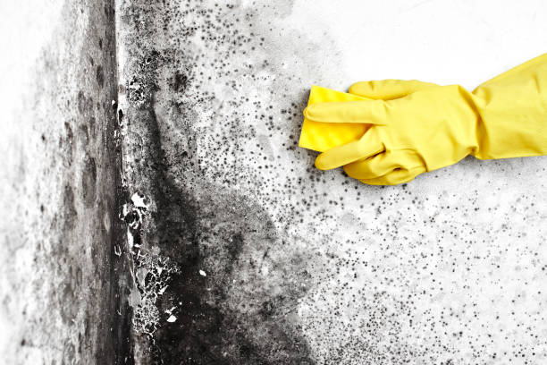 Best Local Mold Removal Service  in Volo, IL