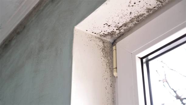 Best Home Mold Removal  in Volo, IL