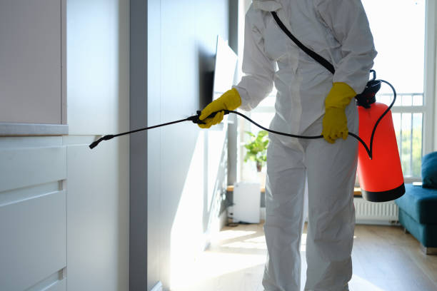 Best Black Mold Removal  in Volo, IL