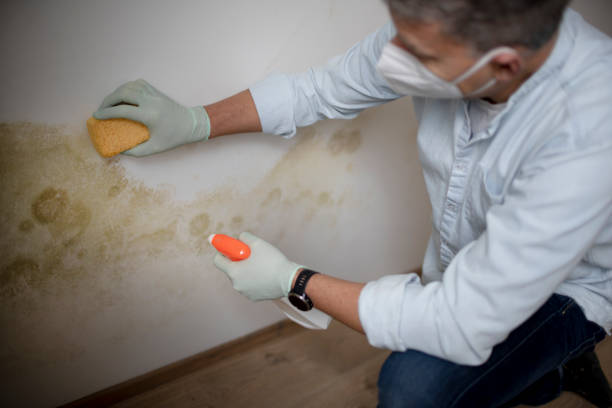 Best Mold Damage Repair  in Volo, IL
