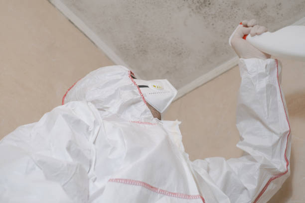 Best Home Mold Removal  in Volo, IL